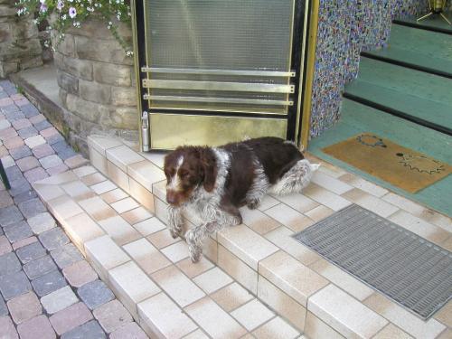 P36 J Bergmanns Wachhund