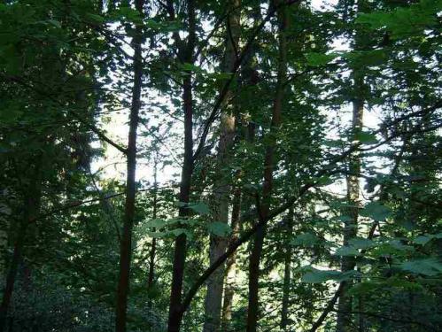 08-2003-044-lienhard