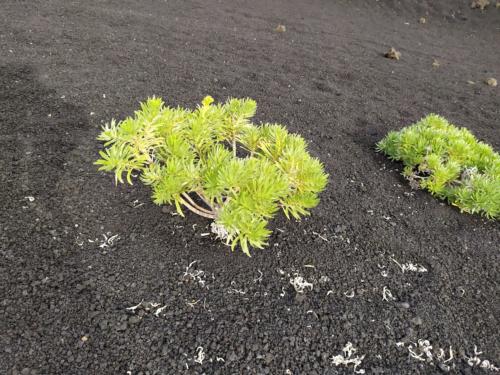 IMG 20191113 155321-172-152